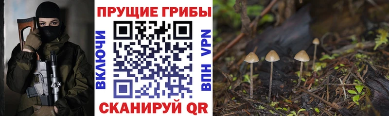 где продают наркотики Подольск Галлюциногенные грибы Magic Shrooms